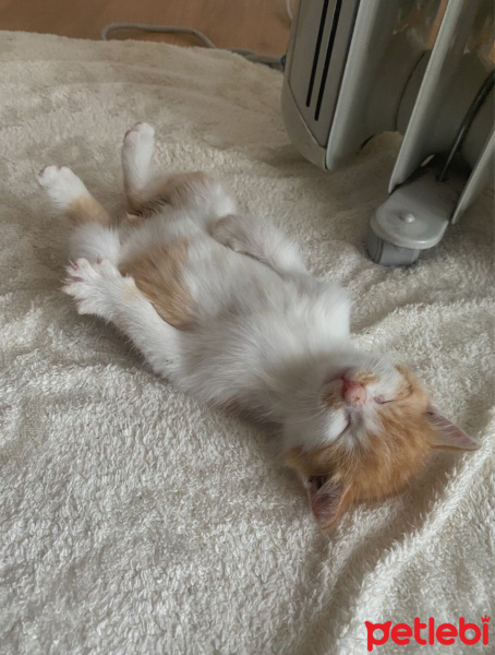 Tekir Kedi, Kedi  Olaf fotoğrafı