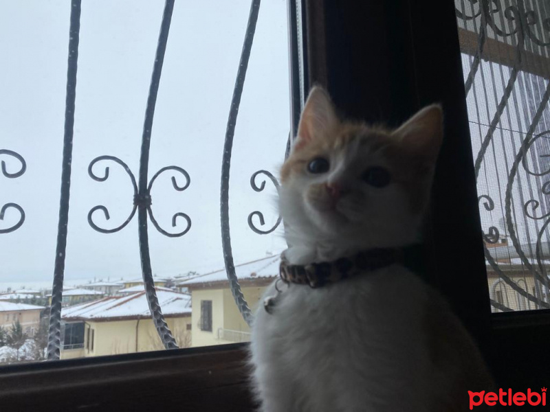 Tekir Kedi, Kedi  Olaf fotoğrafı