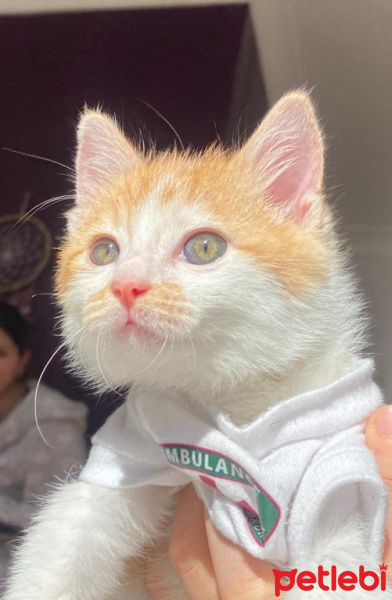 Tekir Kedi, Kedi  Olaf fotoğrafı