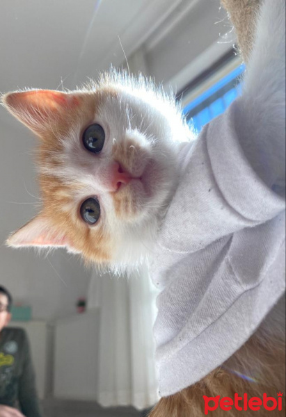 Tekir Kedi, Kedi  Olaf fotoğrafı