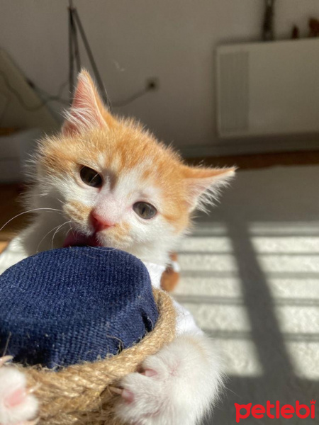 Tekir Kedi, Kedi  Olaf fotoğrafı