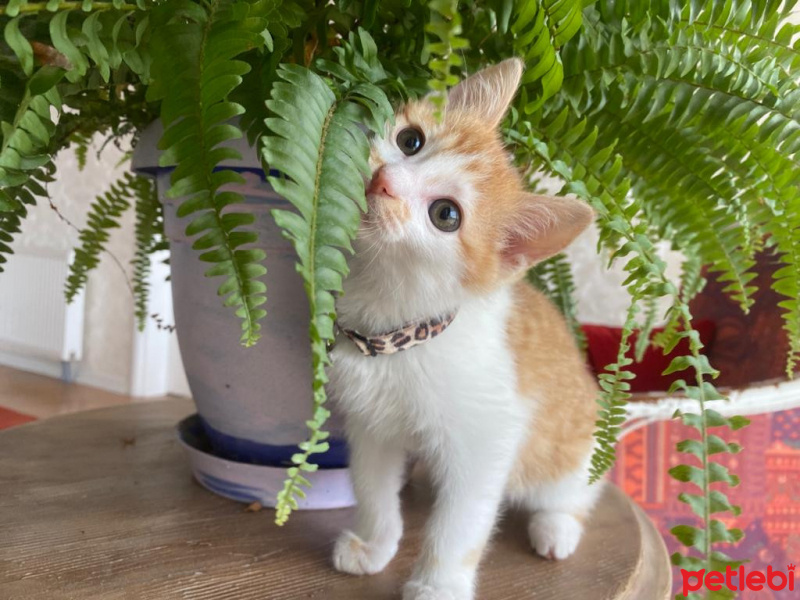 Tekir Kedi, Kedi  Olaf fotoğrafı