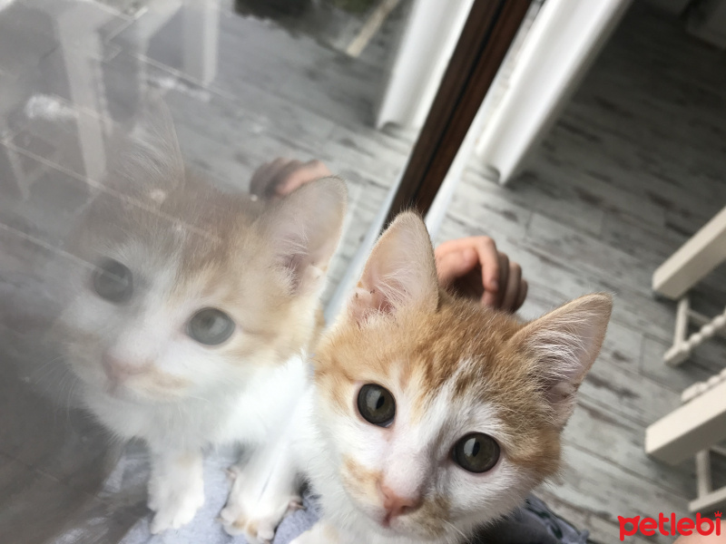 Tekir Kedi, Kedi  Olaf fotoğrafı