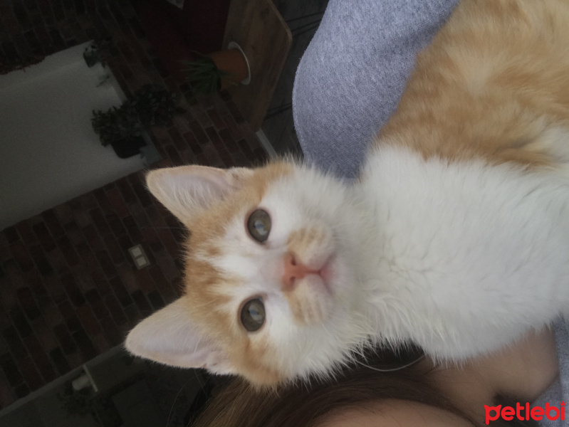 Tekir Kedi, Kedi  Olaf fotoğrafı