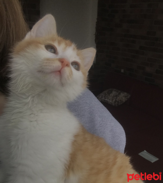 Tekir Kedi, Kedi  Olaf fotoğrafı