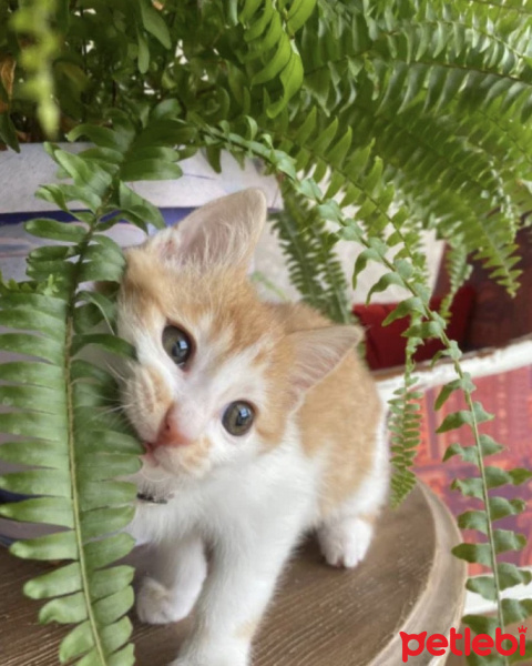 Tekir Kedi, Kedi  Olaf fotoğrafı