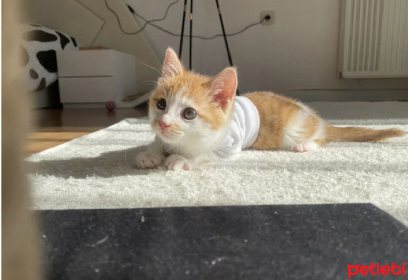 Tekir Kedi, Kedi  Olaf fotoğrafı