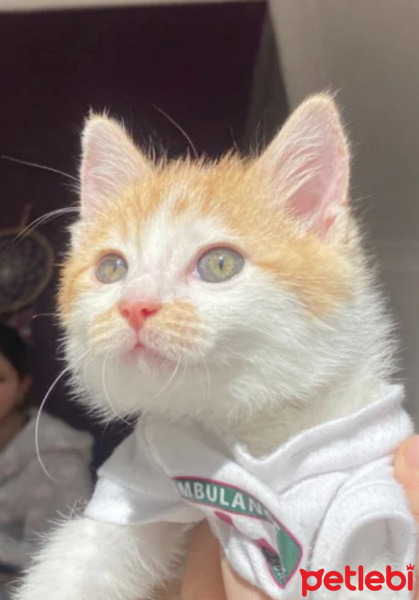 Tekir Kedi, Kedi  Olaf fotoğrafı
