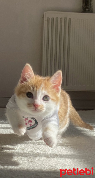 Tekir Kedi, Kedi  Olaf fotoğrafı