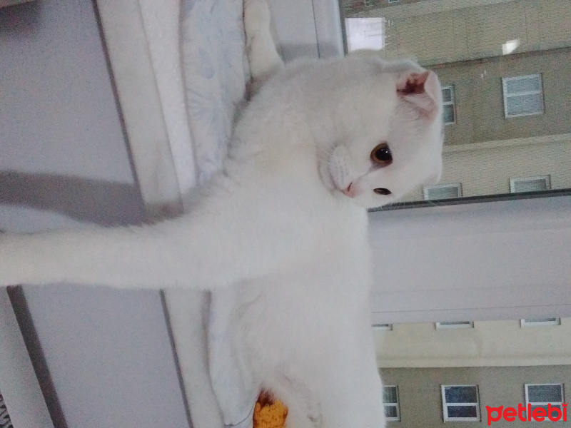 Scottish Fold, Kedi  Sütlaç fotoğrafı