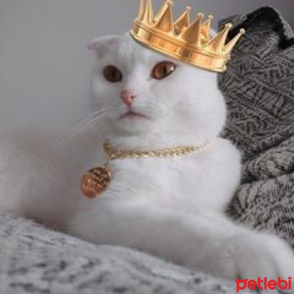 Scottish Fold, Kedi  Sütlaç fotoğrafı