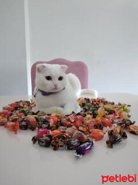 Scottish Fold, Kedi  Sütlaç fotoğrafı
