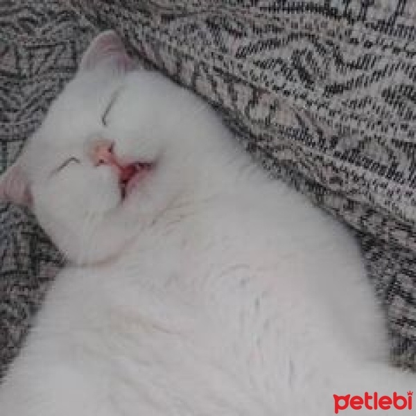 Scottish Fold, Kedi  Sütlaç fotoğrafı