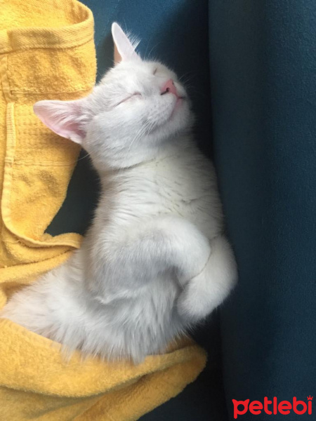 Tekir Kedi, Kedi  Pamuk fotoğrafı