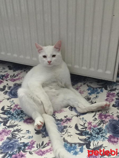 Tekir Kedi, Kedi  Pamuk fotoğrafı