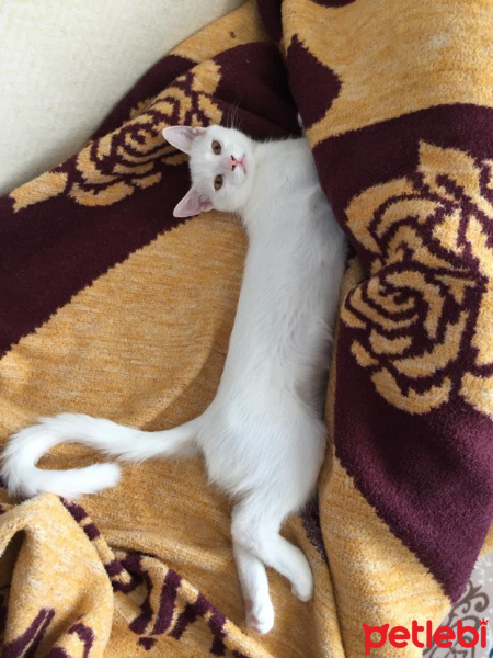 Tekir Kedi, Kedi  Pamuk fotoğrafı