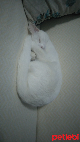 Tekir Kedi, Kedi  Pamuk fotoğrafı