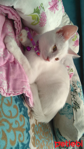 Tekir Kedi, Kedi  Pamuk fotoğrafı