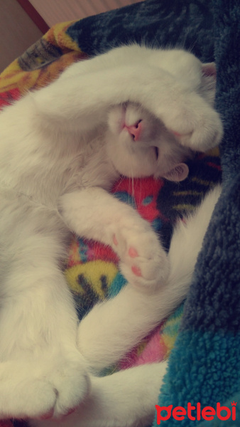 Tekir Kedi, Kedi  Pamuk fotoğrafı
