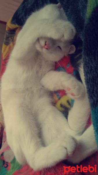 Tekir Kedi, Kedi  Pamuk fotoğrafı