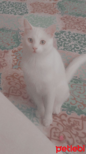 Tekir Kedi, Kedi  Pamuk fotoğrafı