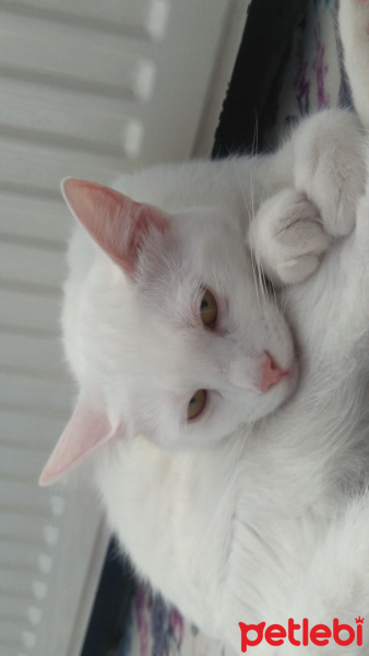 Tekir Kedi, Kedi  Pamuk fotoğrafı