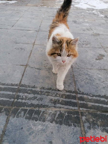 Tekir Kedi, Kedi  Cimcime fotoğrafı