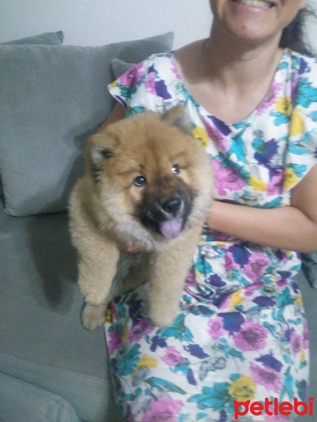 Chow Chow (çin Aslanı), Köpek  Çörek fotoğrafı