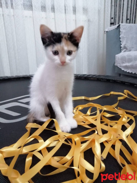 Tekir Kedi, Kedi  pamuk fotoğrafı