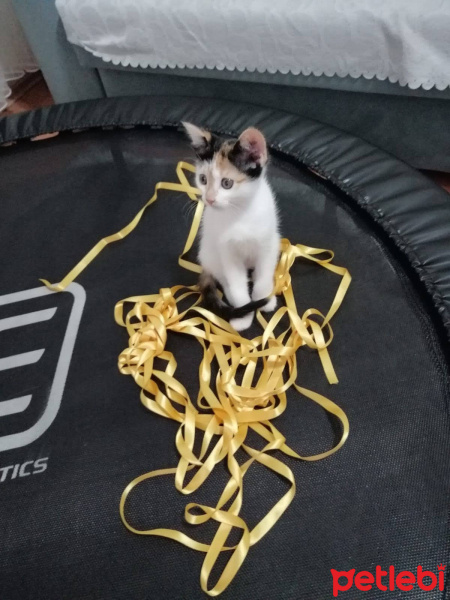 Tekir Kedi, Kedi  pamuk fotoğrafı