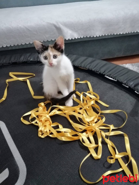 Tekir Kedi, Kedi  pamuk fotoğrafı