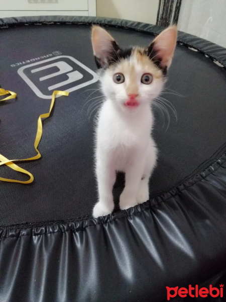 Tekir Kedi, Kedi  pamuk fotoğrafı