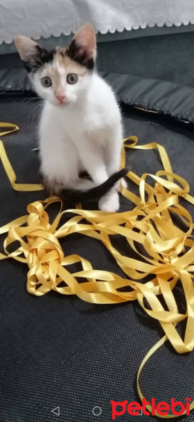 Tekir Kedi, Kedi  pamuk fotoğrafı