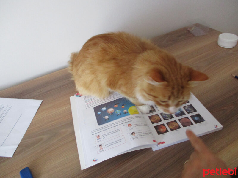 American Bobtail, Kedi  fabi fotoğrafı