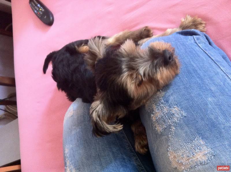 Yorkshire Terrier, Köpek  baron fotoğrafı