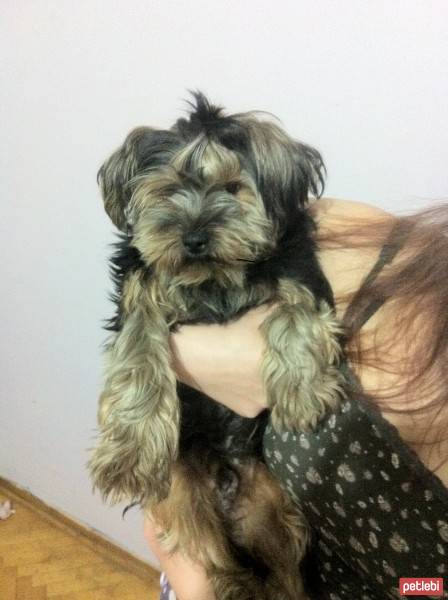 Yorkshire Terrier, Köpek  baron fotoğrafı