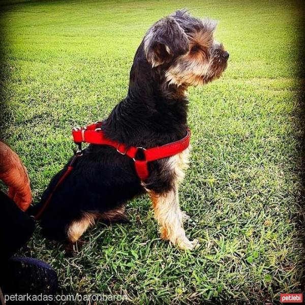 Yorkshire Terrier, Köpek  baron fotoğrafı