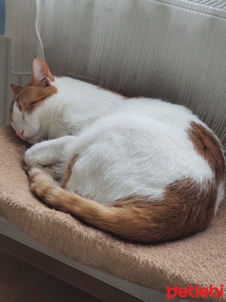 Sarman, Kedi  Erdenay fotoğrafı