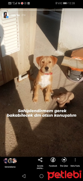 İngiliz Setter, Köpek  Kapi fotoğrafı