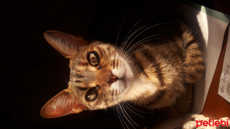 Tekir Kedi, Kedi  Zarife fotoğrafı