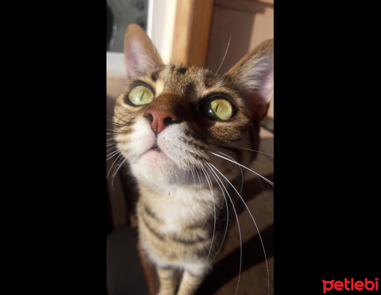 Tekir Kedi, Kedi  Zarife fotoğrafı