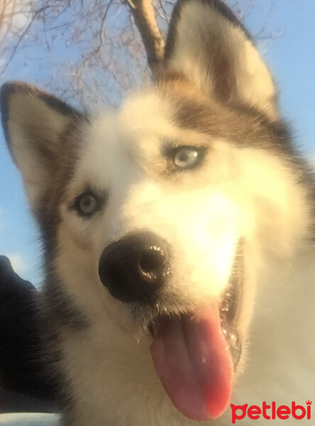 Sibirya Kurdu (Husky), Köpek  Hera fotoğrafı