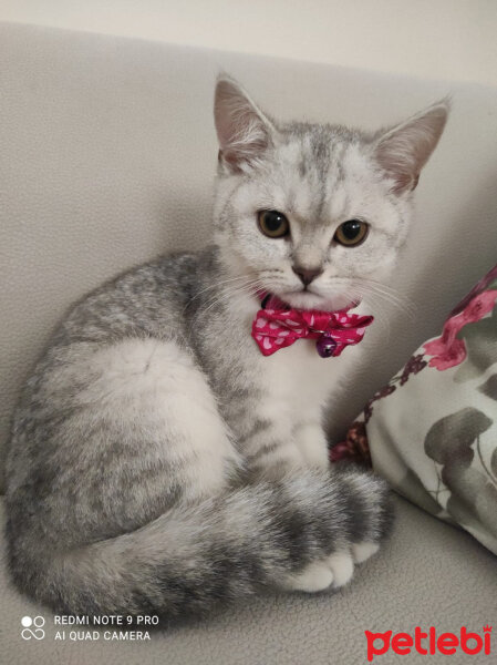 British Shorthair, Kedi  Tomris fotoğrafı