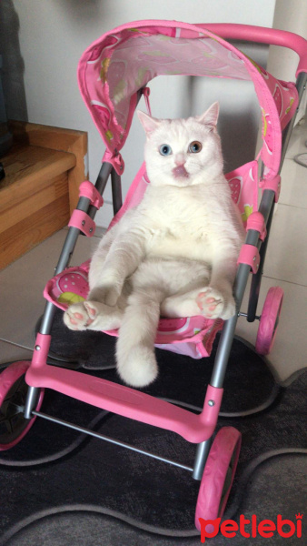 British Shorthair, Kedi  pelinsu fotoğrafı