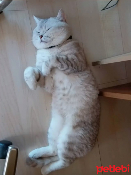 British Shorthair, Kedi  Duman fotoğrafı