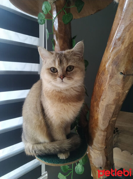 British Shorthair, Kedi  Milenyum falcon fotoğrafı