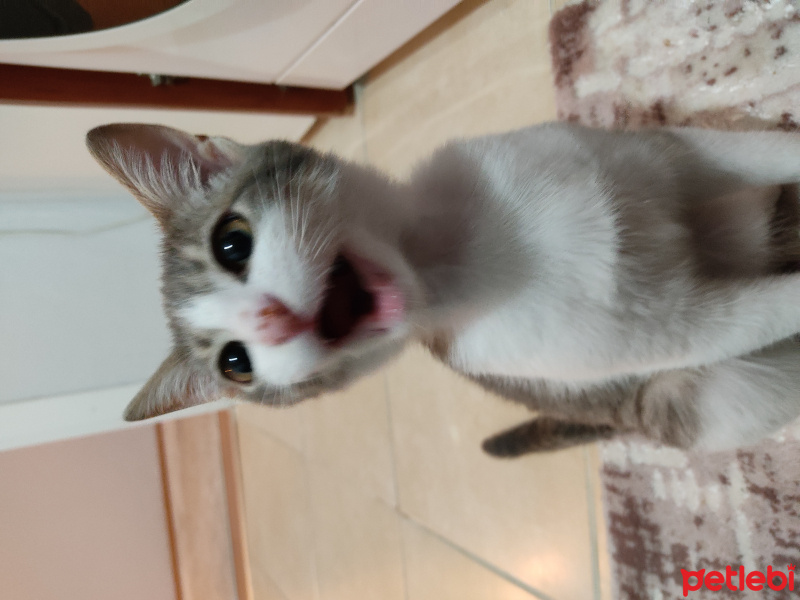 Tekir Kedi, Kedi  Mavi fotoğrafı