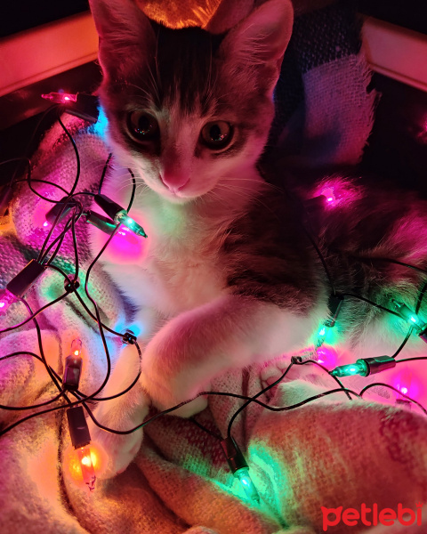 Tekir Kedi, Kedi  Mavi fotoğrafı