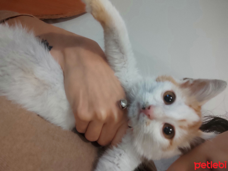 Tekir Kedi, Kedi  Richard Badem fotoğrafı