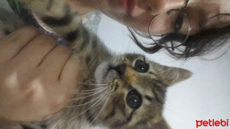 Tekir Kedi, Kedi  Böcek fotoğrafı